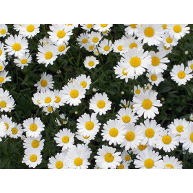 Ромашка садова біла