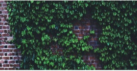 Фитостена - вертикальное озеленение у вас в помещениях
