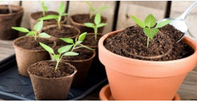 5 найпопулярніших помилок при вирощуванні розсади